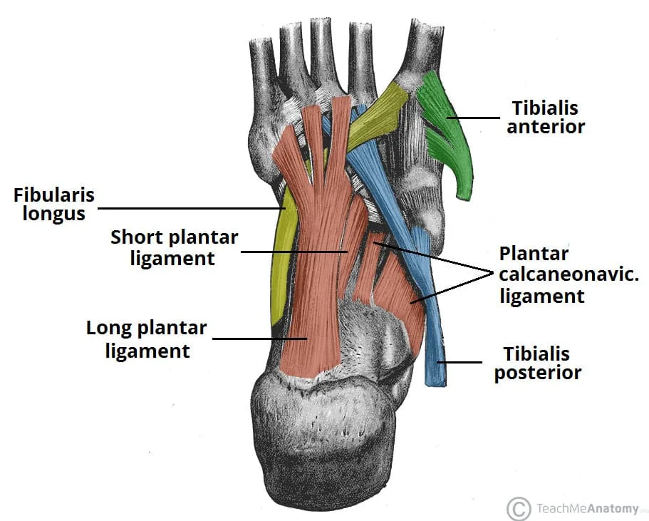 Arch Support