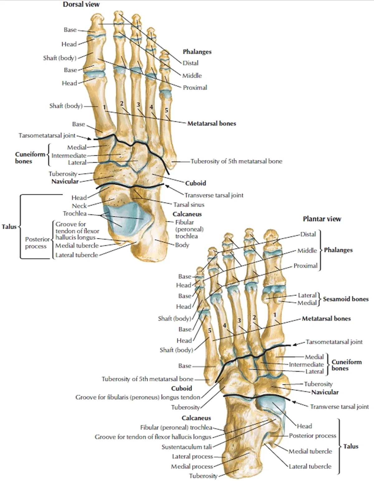 Common Injuries from Improper Footwear