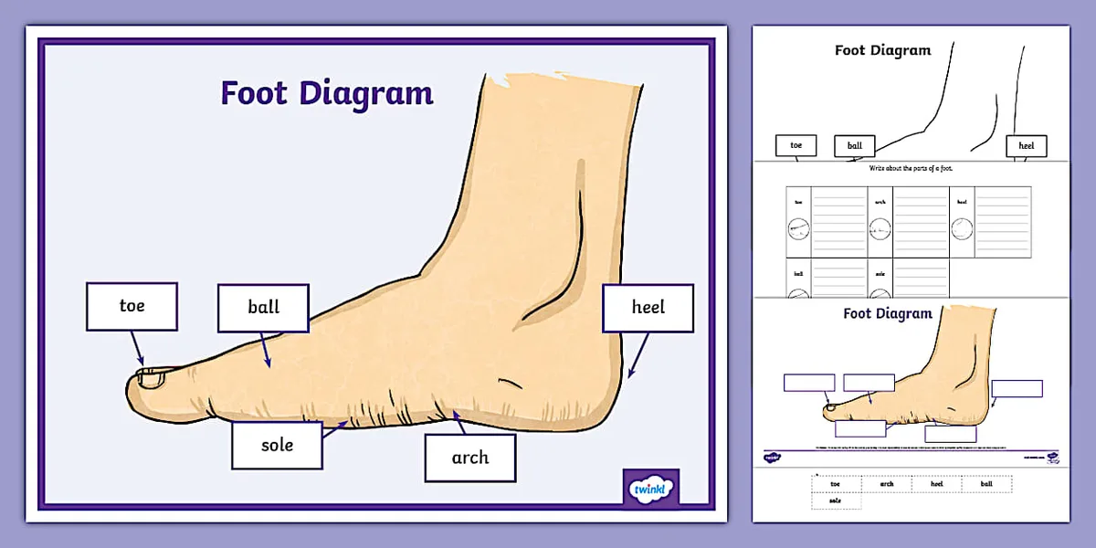 Step-by-Step: How to Get an Accurate Foot Measurement